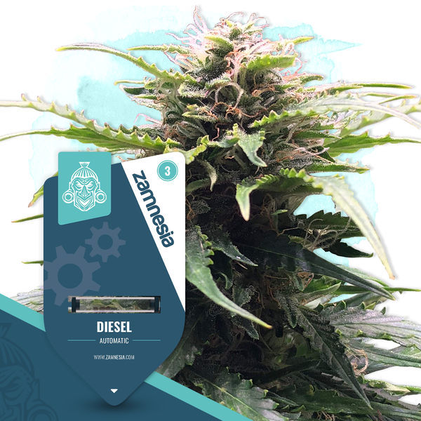 Diesel Autoflower (Zamnesia Seeds) Feminisoidut