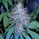 Grape Kush (Cali Connection) Feminisoidut