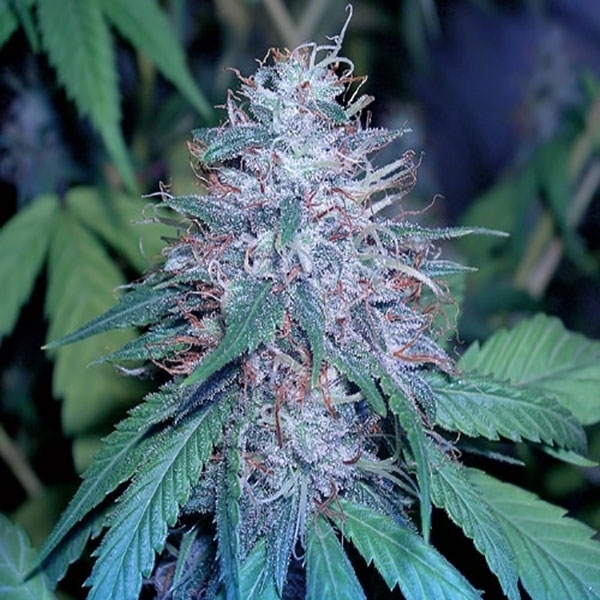 Grape Kush (Cali Connection) Feminisoidut