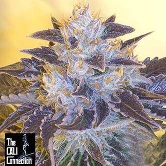 Grape OG (Cali Connection) feminisoidut