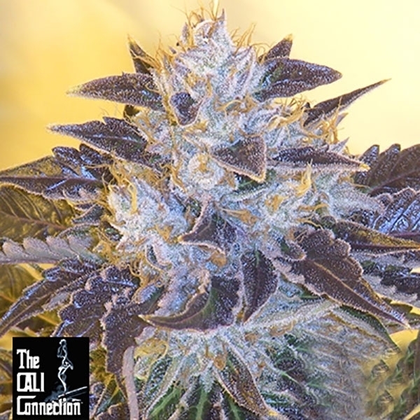 Grape OG (Cali Connection) Feminisoidut