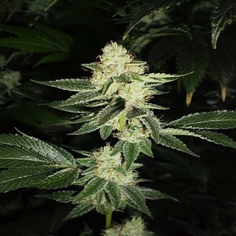 Louis XIII OG (Cali Connection) feminisoidut kannabiksen siemenet