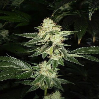 Louis XIII OG (Cali Connection) Feminisoidut
