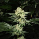 Louis XIII OG (Cali Connection) Feminisoidut