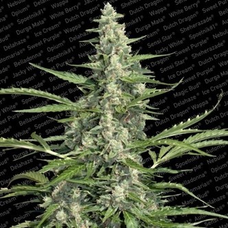 Pandora (Paradise Seeds) feminisoidut