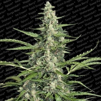Pandora (Paradise Seeds) Feminisoidut