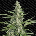 Pandora (Paradise Seeds) Feminisoidut