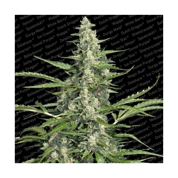 Pandora (Paradise Seeds) Feminisoidut