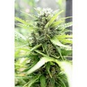 Pandora (Paradise Seeds) Feminisoidut