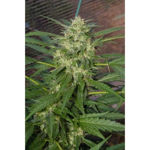 Pandora (Paradise Seeds) Feminisoidut