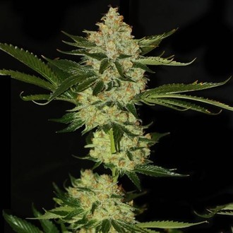 UnderDawg OG (T.H.Seeds) Feminisoidut