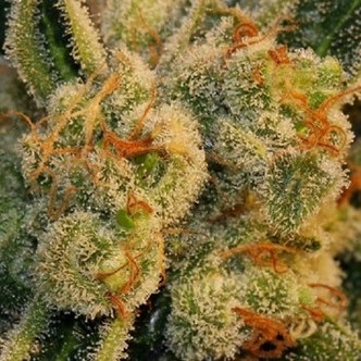 Auto Bubblegum (T.H. Seeds) feminisoidut