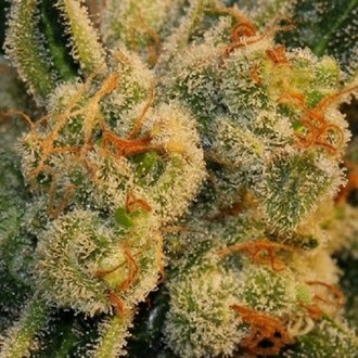 Auto Bubblegum (T.H.Seeds) Feminisoidut