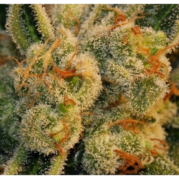 Auto Bubblegum (T.H.Seeds) Feminisoidut