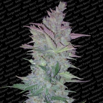 Vertigo (Paradise Seeds) feminisoidut kannabiksen siemenet