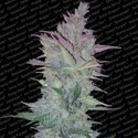 Vertigo (Paradise Seeds) Feminisoidut