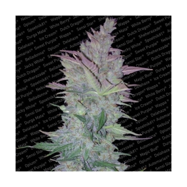 Vertigo (Paradise Seeds) Feminisoidut