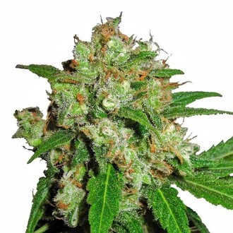 Sensi Skunk (Sensi Seeds) Feminisoidut