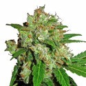 Sensi Skunk (Sensi Seeds) Feminisoidut