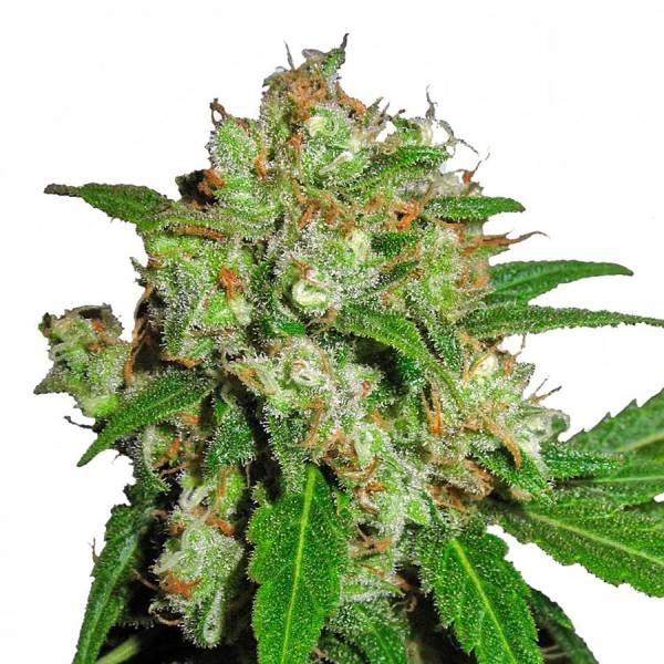 Sensi Skunk (Sensi Seeds) Feminisoidut