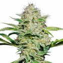 Sensi Skunk Autoflower (Sensi Seeds) Feminisoidut