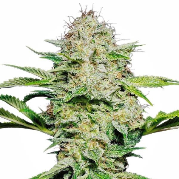 Sensi Skunk Autoflower (Sensi Seeds) Feminisoidut
