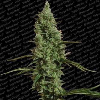 Atomical Haze (Paradise Seeds) feminisoidut kannabiksen siemenet