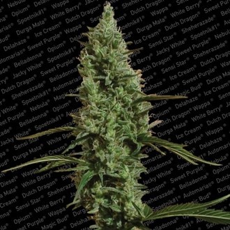 Atomical Haze (Paradise Seeds) Feminisoidut