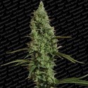 Atomical Haze (Paradise Seeds) Feminisoidut