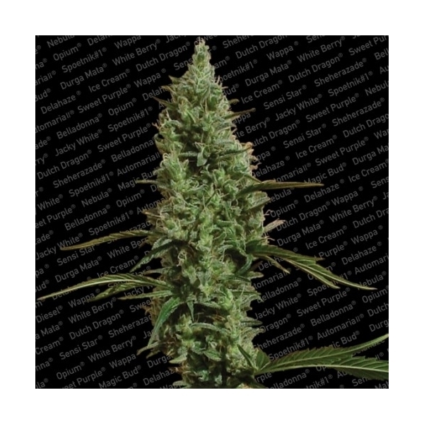 Atomical Haze (Paradise Seeds) Feminisoidut