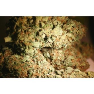 Atomical Haze (Paradise Seeds) Feminisoidut