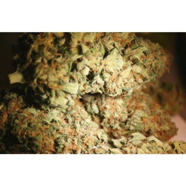 Atomical Haze (Paradise Seeds) Feminisoidut