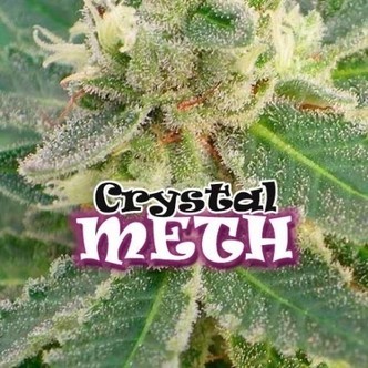 Crystal M.E.T.H. (Dr. Underground) feminisoidut