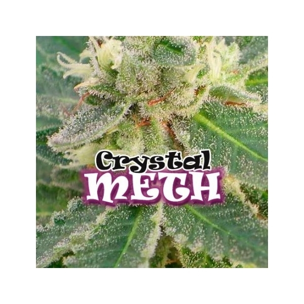 Crystal M.E.T.H. (Dr. Underground) Feminisoidut