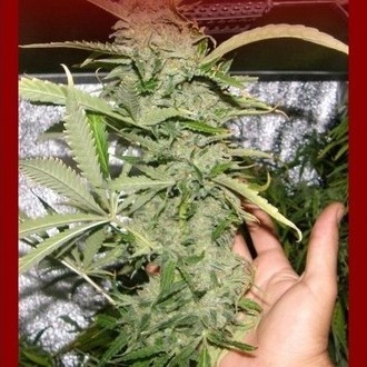 Crystal M.E.T.H. (Dr. Underground) Feminisoidut