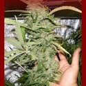 Crystal M.E.T.H. (Dr. Underground) Feminisoidut