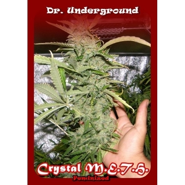 Crystal M.E.T.H. (Dr. Underground) Feminisoidut