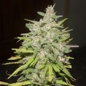 Crystal M.E.T.H. (Dr. Underground) Feminisoidut