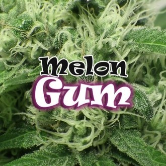 Melon Gum (Dr. Underground) Feminisoidut