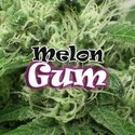 Melon Gum (Dr. Underground) Feminisoidut