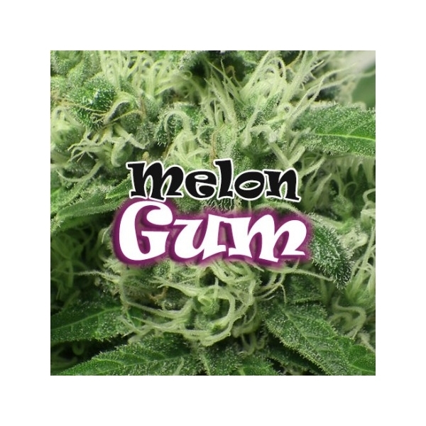 Melon Gum (Dr. Underground) Feminisoidut