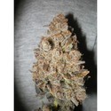 Melon Gum (Dr. Underground) Feminisoidut
