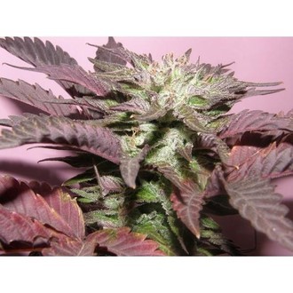 Melon Gum (Dr. Underground) Feminisoidut