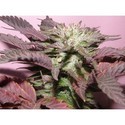 Melon Gum (Dr. Underground) Feminisoidut