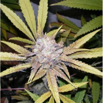 Melon Gum (Dr. Underground) Feminisoidut