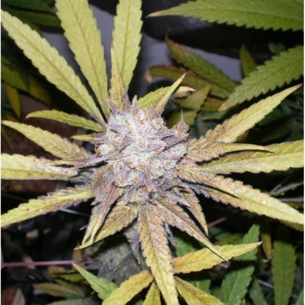 Melon Gum (Dr. Underground) Feminisoidut