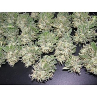 PainKiller (Dr. Underground) Feminisoidut