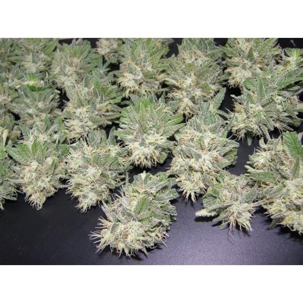 PainKiller (Dr. Underground) Feminisoidut