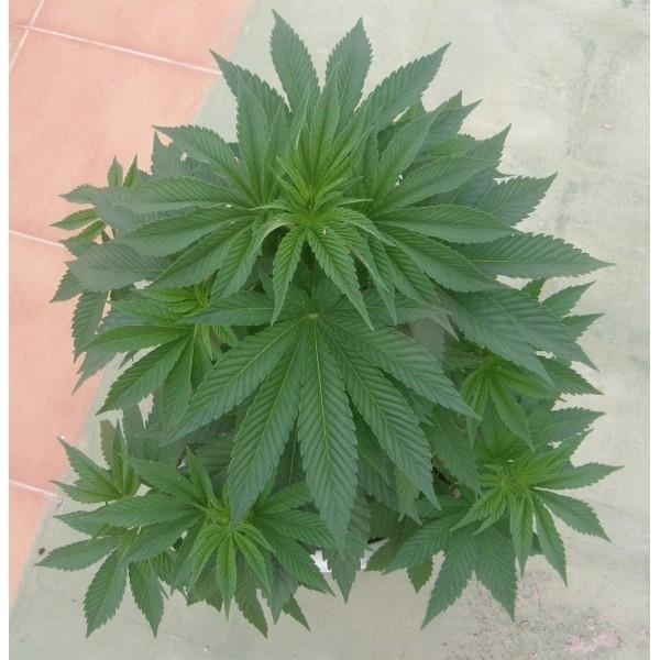 PainKiller (Dr. Underground) Feminisoidut