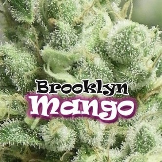 Brooklyn Mango (Dr. Underground) feminisoidut kannabiksen siemenet